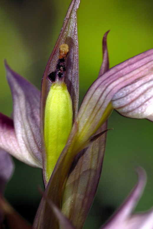 Serapias fecondata